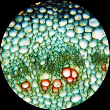 AmScope M620B Compound Monocular Microscope, WF10x and WF20x Eyepieces - Image 8