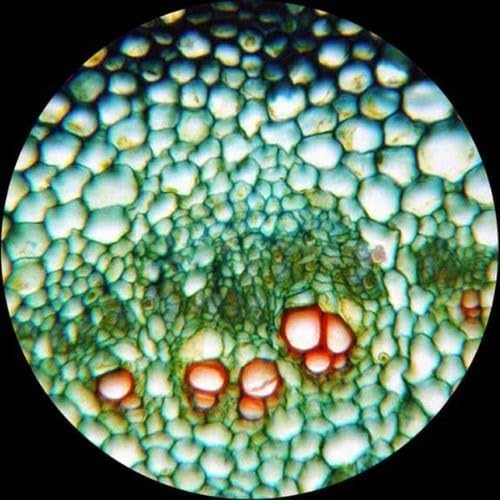 AmScope 40X-2500X LED Digital Monocular Compound Microscope - Image 7