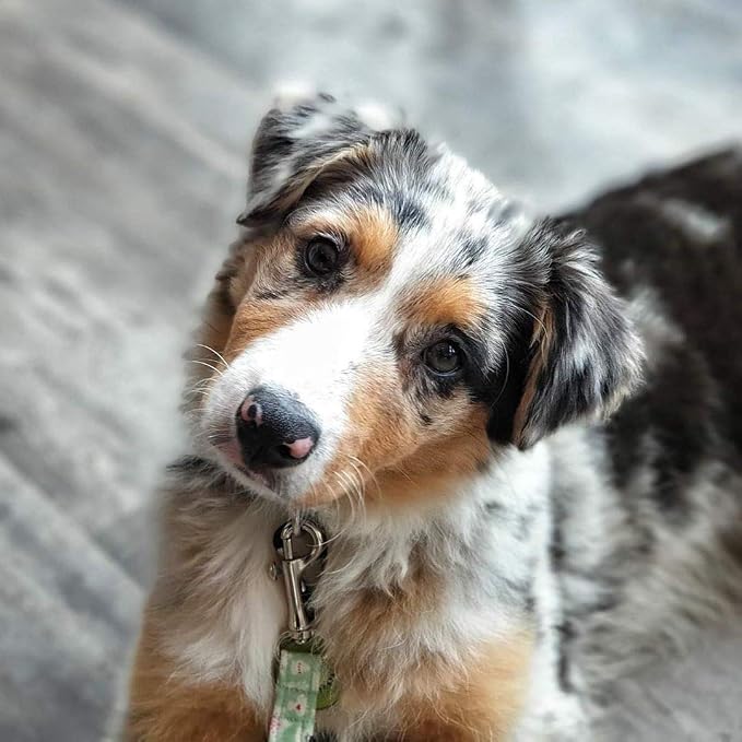 Swivel Snap Hooks, Lucky Goddness 20pcs Metal Heavy Duty Square Eye Clasp - Image 5